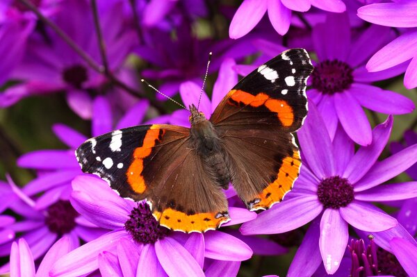 La mariposa se sienta en las flores moradas