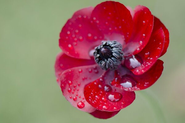 Gotas de rocío en una flor roja