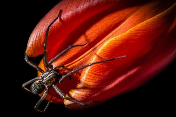 Araignée assise sur une tulipe rouge