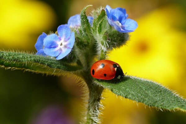 Ladybug on a flower leaf