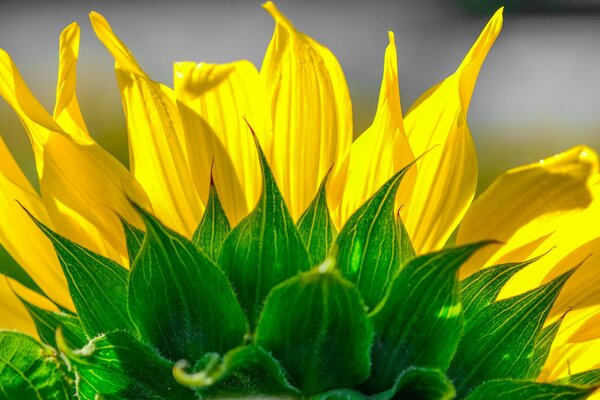 Pétalos de girasol brillantes con follaje verde