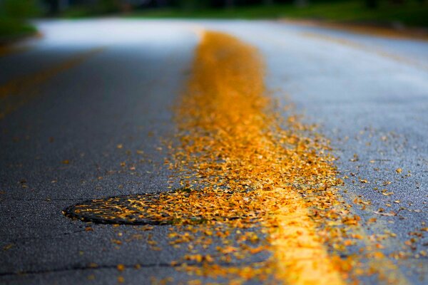 Asphalte humide avec des feuilles jaunes