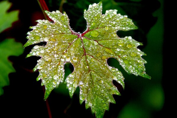 Green leaf with water drops