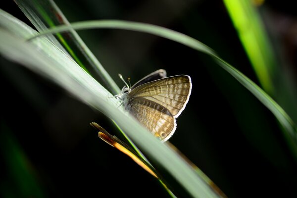 Ein Schmetterling sitzt auf einem grünen Grashalm