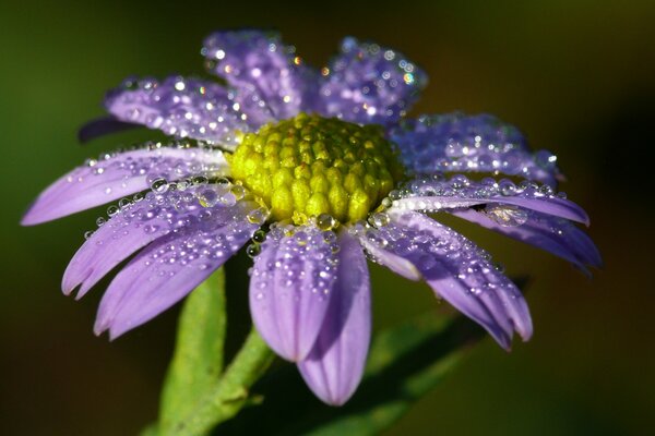 Fiori lilla in gocce di rugiada sui petali. Riprese macro