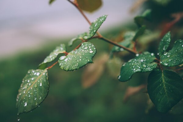 Hojas de rosa con gotas de rocío