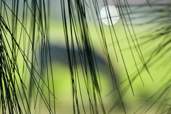 Blades of grass on a blurry background beauty