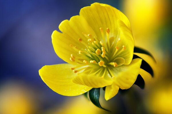 Bright yellow wildflower macro shooting