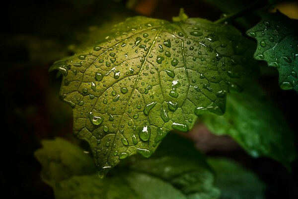 Gotas de rocío en una hoja. Hoja verde