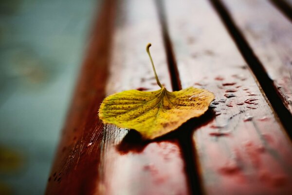 Macro foto de otoño, hoja amarilla en un banco en gotas de lluvia