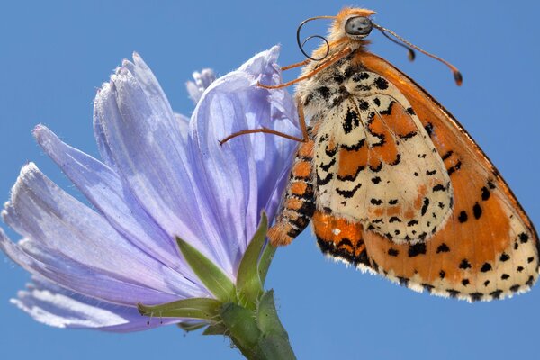 Letni nastrój motyl na kwiatku