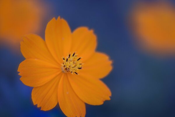 Orange Blume auf blauem Yon