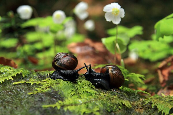 Caracoles negros en un helecho verde