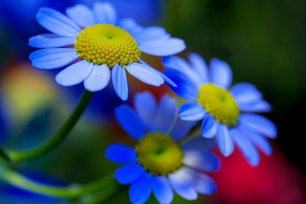 Hermosas flores azules sobre un fondo borroso