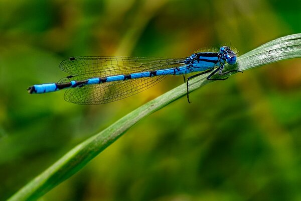 Eine blaue Libelle setzte sich auf den Rasen