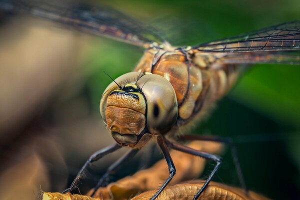 Eine Libelle in einem ungefähren Schuss. pfoten und Augen