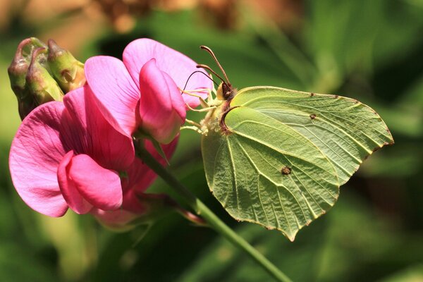 Grüner Schmetterling sitzt auf einer rosa Blume