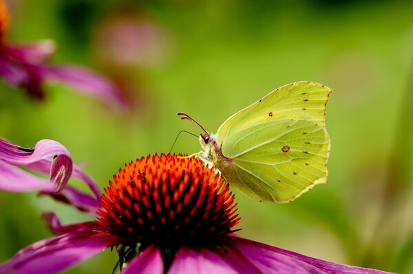 Macro fotografía de una mariposa verde sentada en una flor rosa con un núcleo rojo