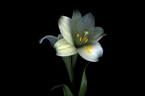 Contrasting image of a white lily on black