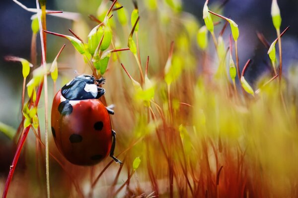 Foto di una coccinella che striscia su un filo d erba