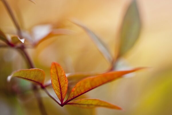 Imagen clara de la foto de la hoja de otoño