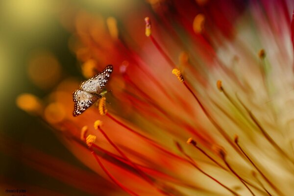 A small butterfly collects nectar from a flower