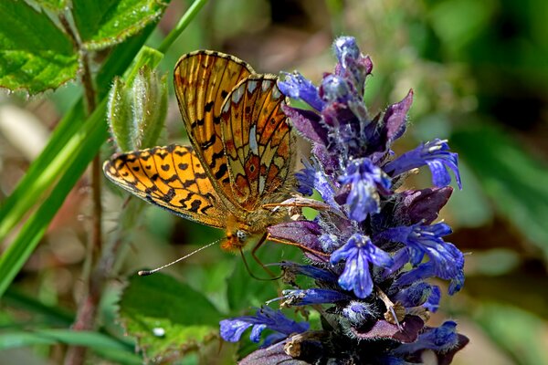 Beau papillon assis sur une fleur