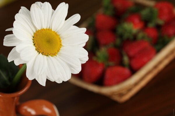 Strawberries in a basket, chamomile in a jug