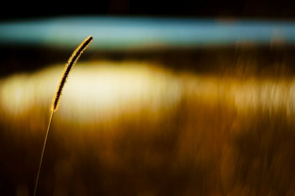 Wheat macro shooting background