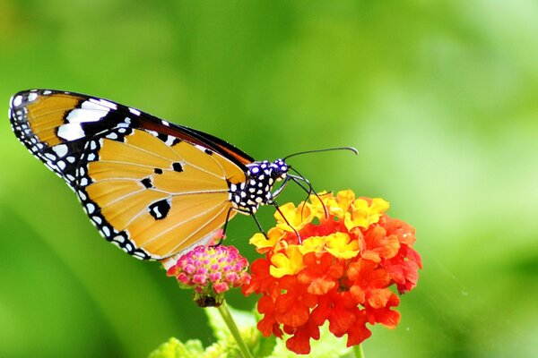 Papillon jaune sur une fleur rouge