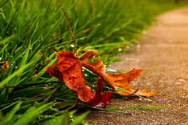 Hoja de otoño en la hierba verde