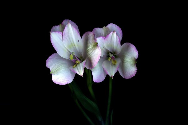 Paire de fleurs avec des pétales blancs et roses sur fond noir 