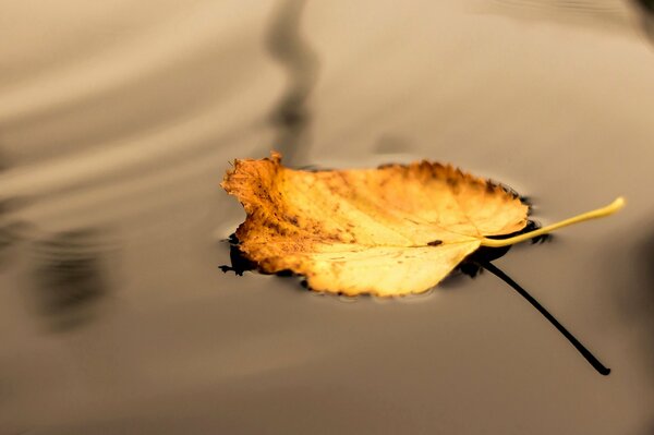 Autumn in the reflection of the leaf