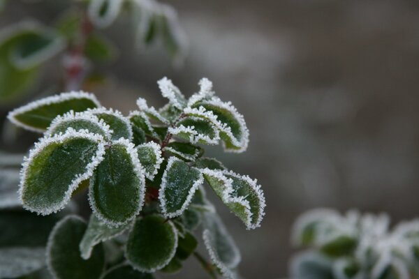 Ini Macro foglio mattina