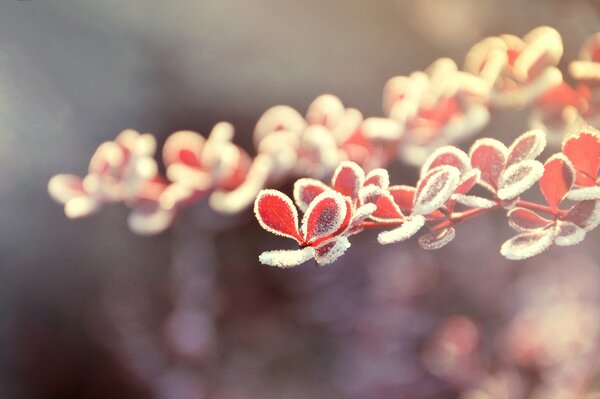 Feuilles rouges dans des cristaux de glace