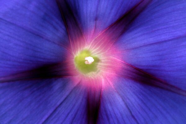 Blaue leuchtende Blume mit rosa Zentrum