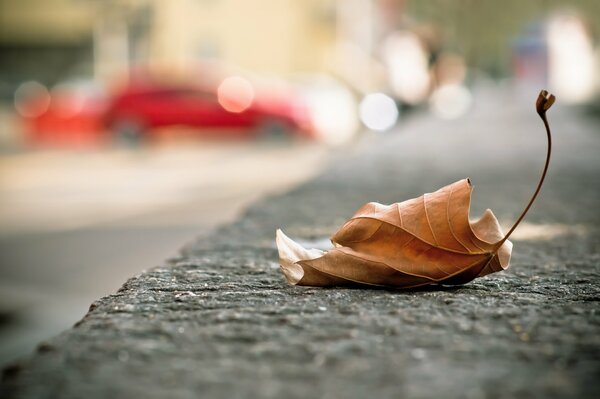 Ein gefallenes Ahornblatt auf dem Asphalt