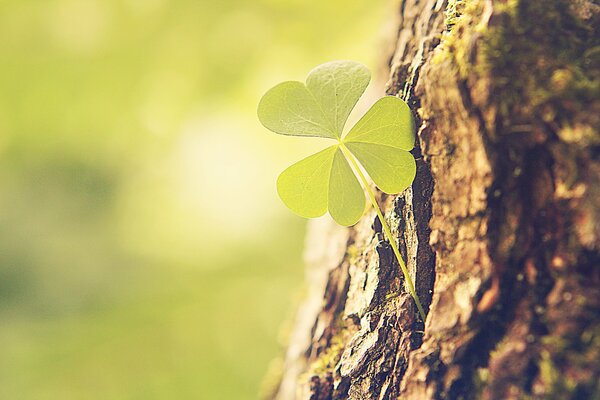 Clover grew on the bark of a tree