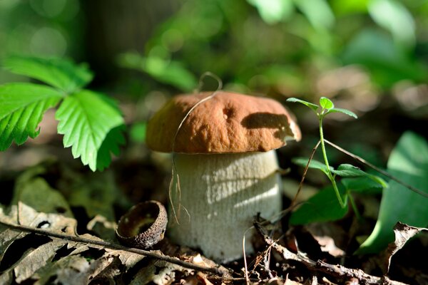 The mushroom grows against the background of forest nature