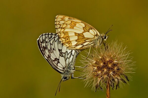 Dos pequeñas mariposas se sientan en un diente de León