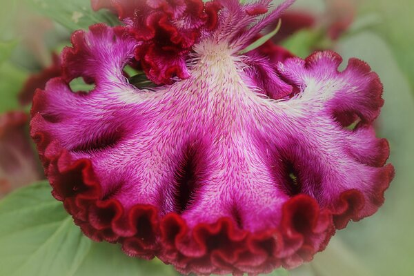 Célosie, pétoncle, fleur, rouge et rose