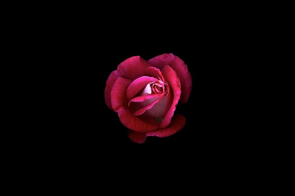 Foto di una rosa rossa su sfondo nero