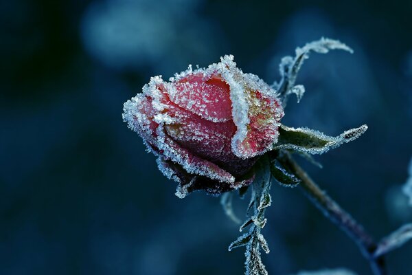 Die Knospe einer roten Rose ist mit Frost bedeckt