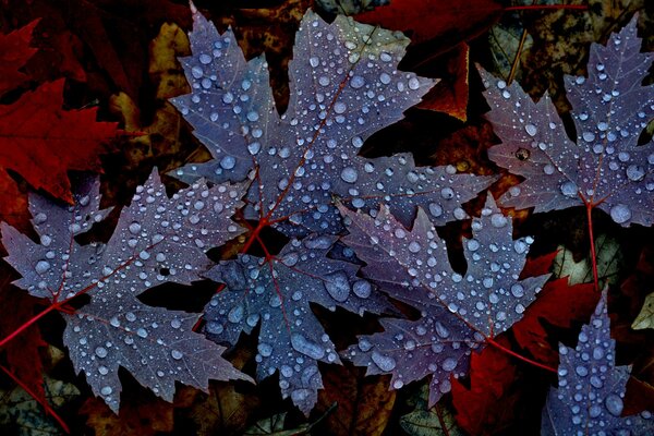 Feuilles d érable foncées avec des gouttes de rosée