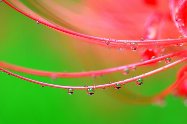 Gouttes de rosée sur une fleur rose