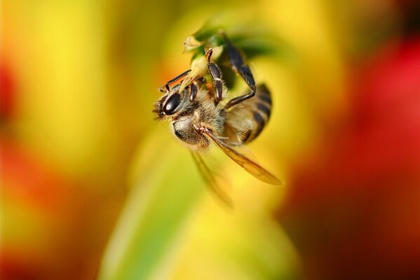 Biene auf Blume hautnah