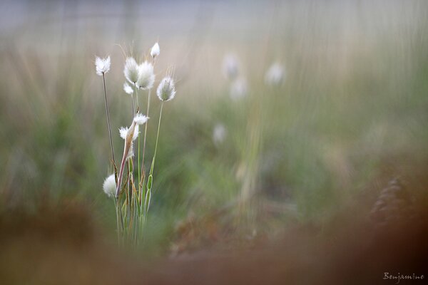 Unscharfes Bild eines Ohrs im Gras