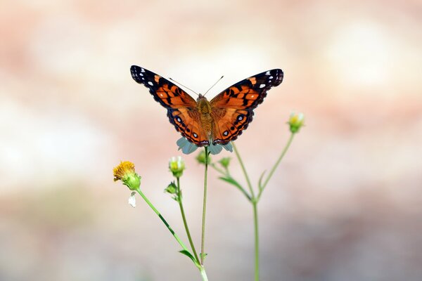 The butterfly on the bud opened its wings