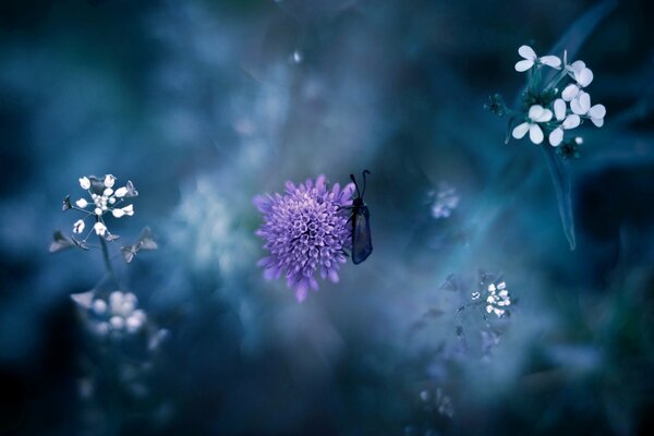 An insect from the grass jumped on the purple flower