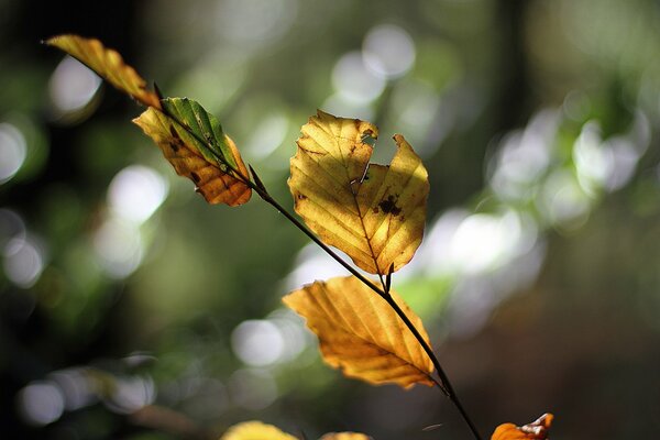 Soleil d automne